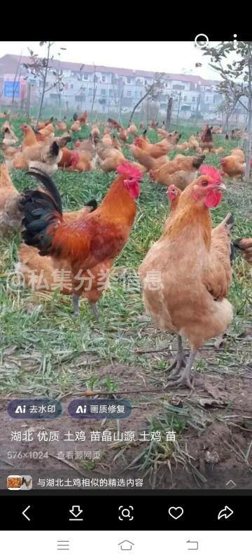 农村土鸡土鸭土鹅销售